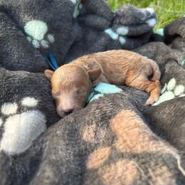 Cosmo - Red  male Poodle puppy in Picayune, Mississippi from JEN's Poodles