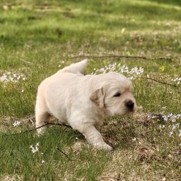 Nugget - Light golden Golden Retriever puppy in Spofford, New Hampshire from Monadnock Goldens