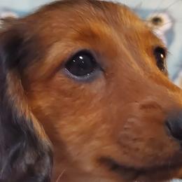 Dachshunds from Deb’s Darlin’ Dachshunds