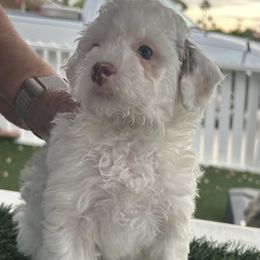 Dottie - Black and white female Bernedoodle puppy in Mesa, Arizona from R & J Doodles