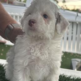 Dottie - Black and white female Bernedoodle puppy in Mesa, Arizona from R & J Doodles