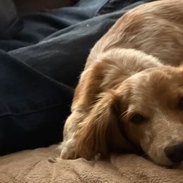 Dachshunds from Castle Hill Doxies