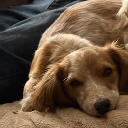 Dachshunds from Castle Hill Doxies
