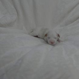 Glaceon - Cream female Havapoo puppy in Surprise, Arizona from Huckleberry Doodles