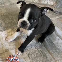 Kennedy - Black brindle and white male Boston Terrier puppy in Lake City, Florida from RuckerRun Boston Terriers