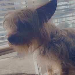 Yorkshire Terriers from Rivera Kennel