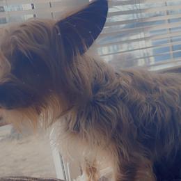 Yorkshire Terriers from Rivera Kennel