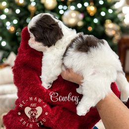 Cowboy - Liver and white male Shih Tzu puppy in Hanford, California from MeMaw Shih Tzus