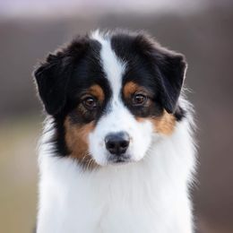 Andie - Australian Shepherd