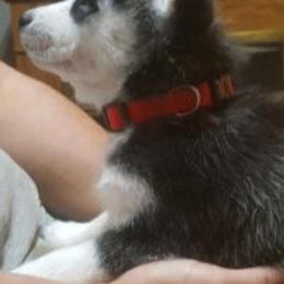 Siberian Huskies from ENRHuskies, LLC