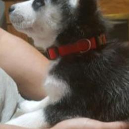 Siberian Huskies from ENRHuskies, LLC