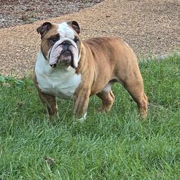 Jack - Bulldog