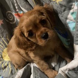 Princess - Ruby female Cavalier King Charles Spaniel puppy in Gainesville, Georgia from Cavaliers of Chestatee