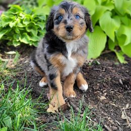 Salvia - Blue merle female Bernedoodle puppy in Clarinda, Iowa from Root and Branch Bernedoodles