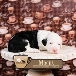 Mocha - Black and white female Sheepadoodle puppy in Cleveland, Tennessee from Narrow Path Old English & Sheepadoodles