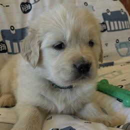 Teddy- Green Collar - Light golden male Golden Retriever puppy in Amarillo, Texas from Bluebonnet Goldens