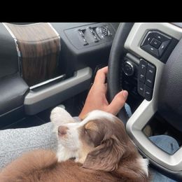Aussiedoodle and Miniature Australian Shepherd Puppies from Maple Ridge Mini Aussies