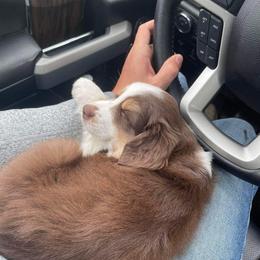 Aussiedoodle and Miniature Australian Shepherd Puppies from Maple Ridge Mini Aussies