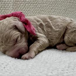 Red Boy - Apricot male Goldendoodle puppy in Lebanon, Pennsylvania from Homespundoodles