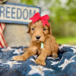 Mint - Red  female Goldendoodle puppy in Hesperia, Michigan from Red Acres Poodles & Doodles