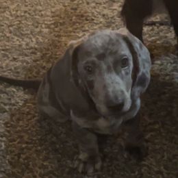 Dachshund Puppies from 307 doxies