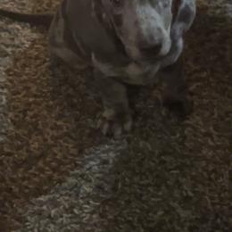 Dachshund Puppies from 307 doxies