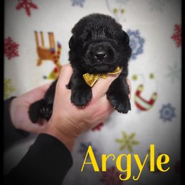 Argyle - Black male German Shepherd puppy in Fort Jennings, Ohio from Von Holtzapple German shepherds
