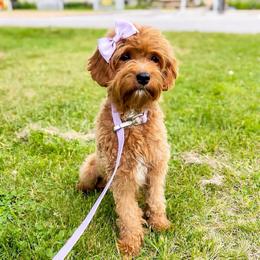 Maple - Cavapoo