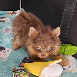 Peppers The Way You Make Me Feel - Waylon - Lavender male Pomeranian puppy in Plant City, Florida from Pepper's Pomeranians