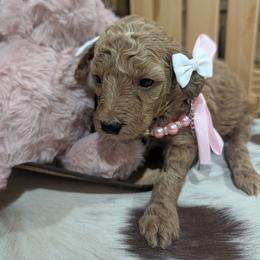 Reba - Red  female Goldendoodle puppy in Juliette, Georgia from Megan's Goldendoodles