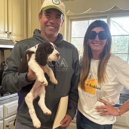 Axl Rose (Boone) - Liver white and tan English Springer Spaniel puppy in Statesville, North Carolina from Rockin’ Slow Farms