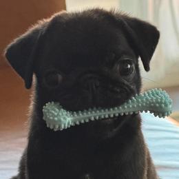 Pugs from Temple Gates Pugs