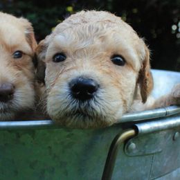 Goldendoodles from Transformation Acres Goldendoodle