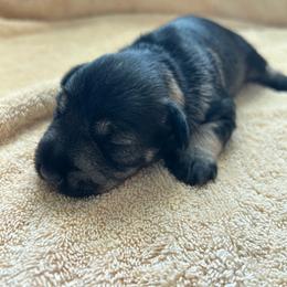 Girl 2 - Salt and pepper female Miniature Schnauzer puppy in Woodburn, Kentucky from Southern Kentucky Schnauzers