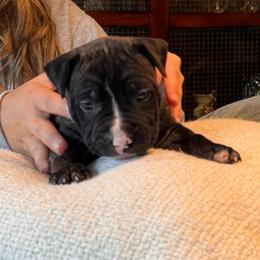 Jocelyn - Black brindle female American Staffordshire Terrier puppy in Cloverdale, Indiana from Woodshire American Staffordshire Terrier’s
