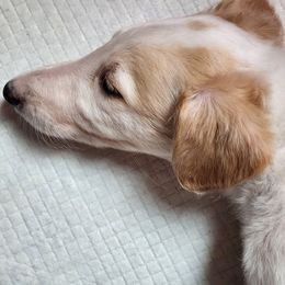 Puppy 1 - Gold female Borzoi puppy in Aiken County, South Carolina from Nirvanah Borzoi