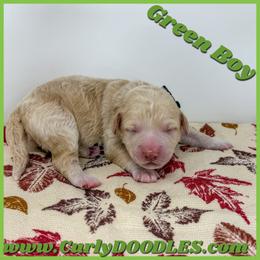 Boy 2 apricot Green Collar - Apricot male Goldendoodle puppy in Taneytown, Maryland from Curlydoodles