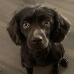 Dinah - Boykin Spaniel