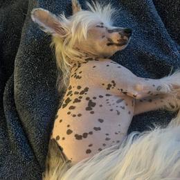 Chihuahua and Chinese Crested Puppies from Western Kentucky Chihuahua’s and Chinese Crested’s
