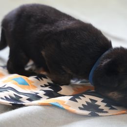 German Shepherd Puppies from Milestone GSDs