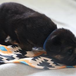 German Shepherd Puppies from Milestone GSDs