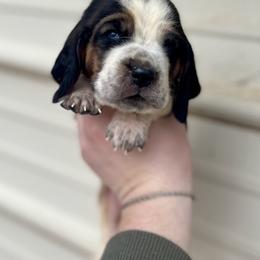 Orange Male - Black tan and white male Basset Hound puppy in Clinton, Tennessee from High Hopes Hounds