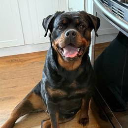 Mamba - Rottweiler
