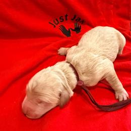 Boy 3 - Cream male Goldendoodle puppy in Houston, Texas from Were The Mack'Doodles