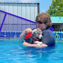 Australian Shepherd Puppies from Double BarH