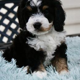 Bernedoodle Puppies from Fields Family Farm