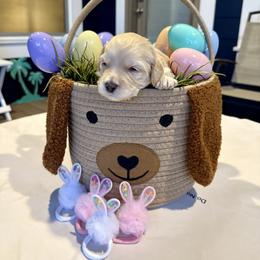 Bernedoodle, Cavalier King Charles Spaniel, and Poodle Puppies from Ellas.Pups (Bernedoodles & Cavapoos)