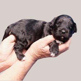 Sissy - Black phantom female Aussiedoodle puppy in Columbiaville, Michigan from Blue Eyes Aussies