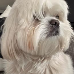 Lulu - Shih Tzu
