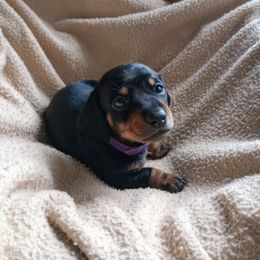 Girl Violet Collar (Violet) - Black and tan female Dachshund puppy in Middle Granville, New York from Lee Doxies